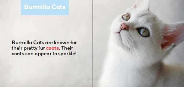 第二组Cats猫英文主题绘本6册高清PDF百度网盘vip免费下载download全套