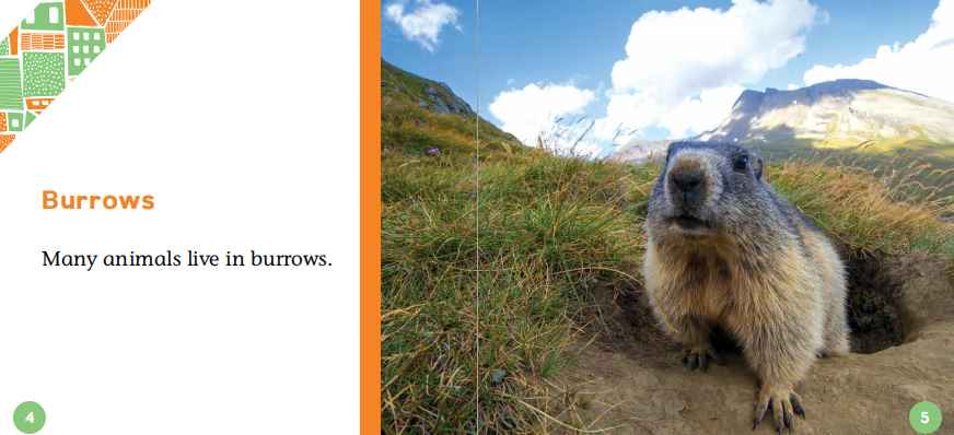 Animal Homes动物的家英文主题绘本6册高清PDF百度网盘vip免费下载download全套