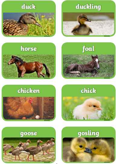 动物宝宝英文名称单词闪卡Mothers and their Young Farm Animals Photo Flash Cards高清英文原版百度网盘vip免费下载download全套PDF文件