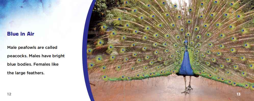 Animal Colors动物颜色英文主题绘本6册高清PDF百度网盘vip免费下载download全套
