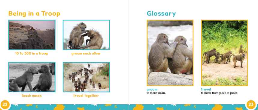 Animal Groups动物群组英文主题绘本6册高清PDF百度网盘vip免费下载download全套