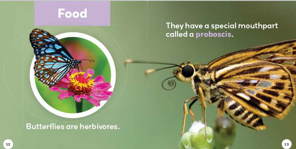 Insects昆虫主题绘本6册高清PDF英文原版百度网盘vip免费下载download全套
