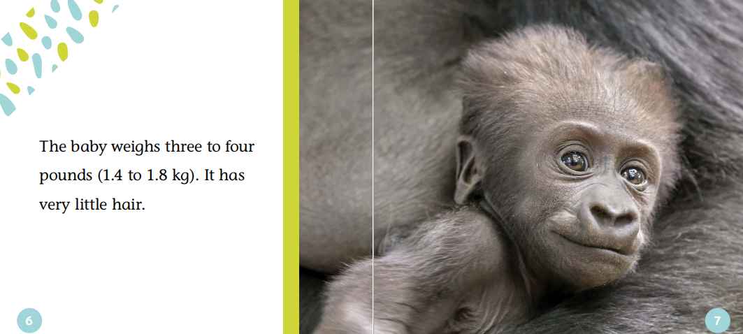 Baby Animals动物的宝宝主题英文绘本6册高清PDFvip免费下载download全套