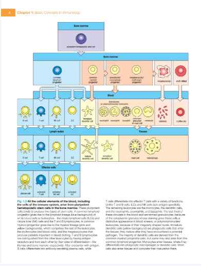 2021.8.6 高清英文原版8.6Janeway’s Immunobiology by Murphy, Kenneth. Weaver, Casey.pdf 百度网盘会员VIP免费下载