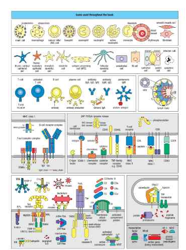 2021.8.6 高清英文原版8.6Janeway’s Immunobiology by Murphy, Kenneth. Weaver, Casey.pdf 百度网盘会员VIP免费下载